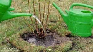 ПОДКОРМКА КРЫЖОВНИКА ВЕСНОЙ ,ДЛЯ ОГРОМНОГО УРОЖАЯ ,ОРГАНИЧЕСКИМИ И МИНЕРАЛЬНЫМИ УДОБРЕНИЯМИ