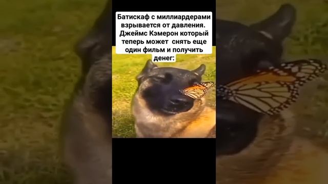 Мем с собакой и бабочкой вроде он уже собирается такчто ждем:) #батискаф #собака# бабочка #пес# мем# джей