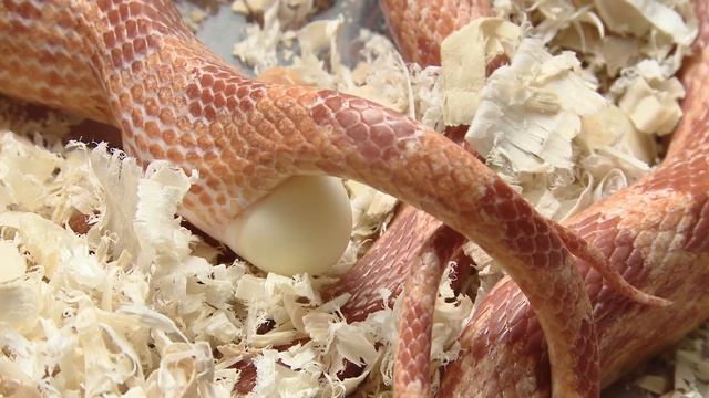 EP#01 Reptile Rangers - EGG-cellent Creatures! смотреть онлайн