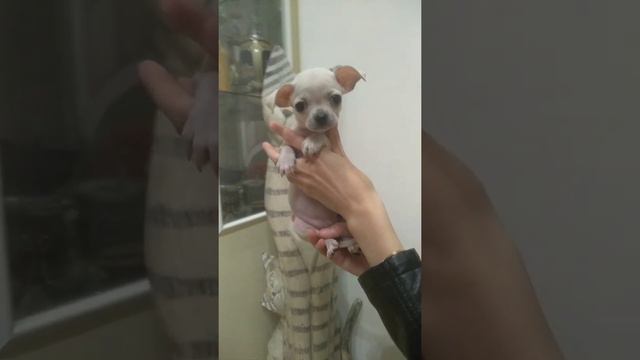 Белая девочка чихуахуа продается