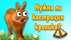 Кастрация декоративного кролика: зачем?