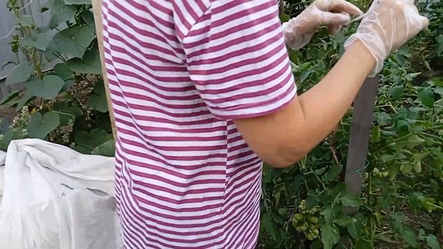 ПАУТИННЫЙ КЛЕЩ. Только так можно избавиться от него . Посеем Пожуем смотреть онлайн