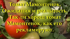 Томат Мамонтенок. Ожидания и реальность. Так ли хорош томат Мамонтенок, как его  рекламируют