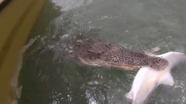 Такое Редко Увидишь! Невероятные Моменты Снятые на Камеру смотреть онлайн