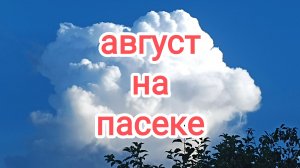 Август. Готовлю к зимовке, отводки пчёл!