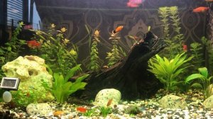 Эффект борьбы с черной бородой и применение CO2 plus Tetra