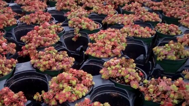 Sedum Coral Reef 3-1-11 смотреть онлайн