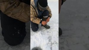 щука на казаки подшкурники с самоподсечкой.