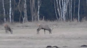 Встреча с оленями на паше, поиск рогов оленя, олень, zrzuty jeleni, Poroże jelenia, zrzuty 2021