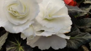 Начало цветения клубневых Бегоний.