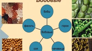 Блюда из круп 6 класс