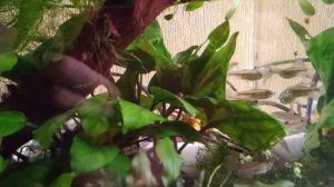 Новые жители Тетра конго и лягухи