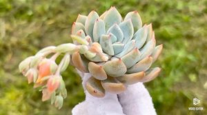 Echeveria Red Powder