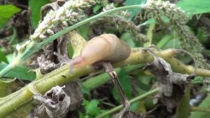 Слизень(слизняк) - тихоход-обжора. Слизни - Slugs.