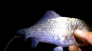 Фидерная рыбалка в ночь .КАРАСЬ- БУФФАЛО .Часть - 1. 18- ПЛЮС .