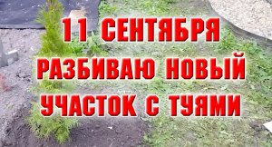11 сентября. Разбиваю новый участок с туями