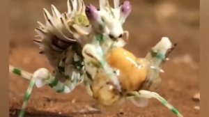 ☆Орхидейный богомол.☆Orchid Mantis.☆