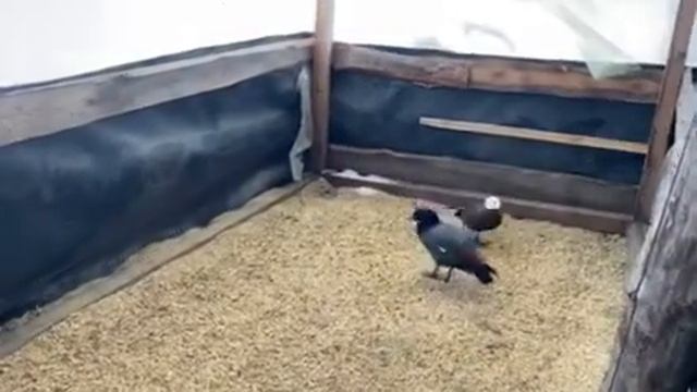 новозеландские огари и магелановы гуси смотреть онлайн