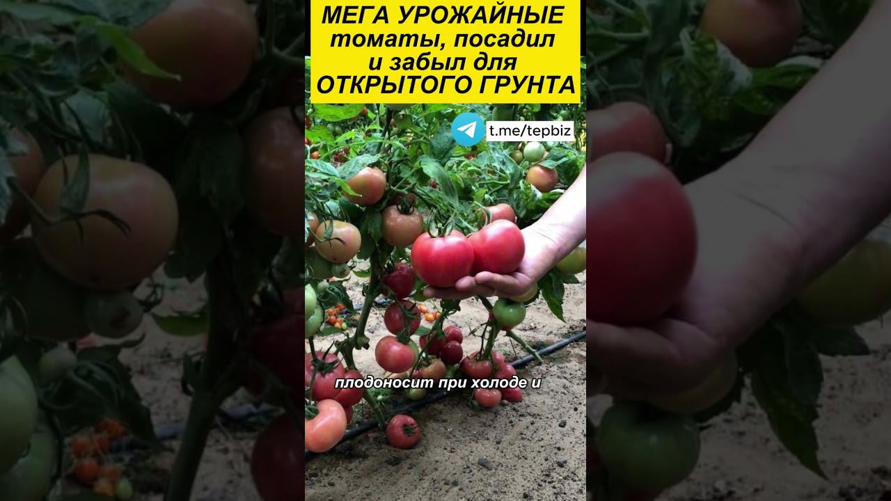 МЕГА УРОЖАЙНЫЕ томаты, посадил и забыл для ОТКРЫТОГО ГРУНТА, томаты для ленивых, 3 сорта #огород