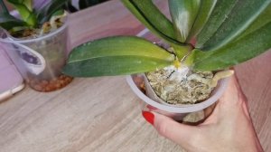 ГНИЛЬ СТВОЛА орхидеи В ДИНАМИКЕ. Как поступаю дальше. 06.06. приехали, спустя 2,5,8 дней.