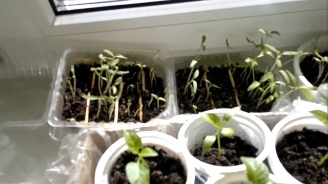 Не погубите рассаду перца после пикировки выставляя ее на солнечный подоконник! смотреть онлайн