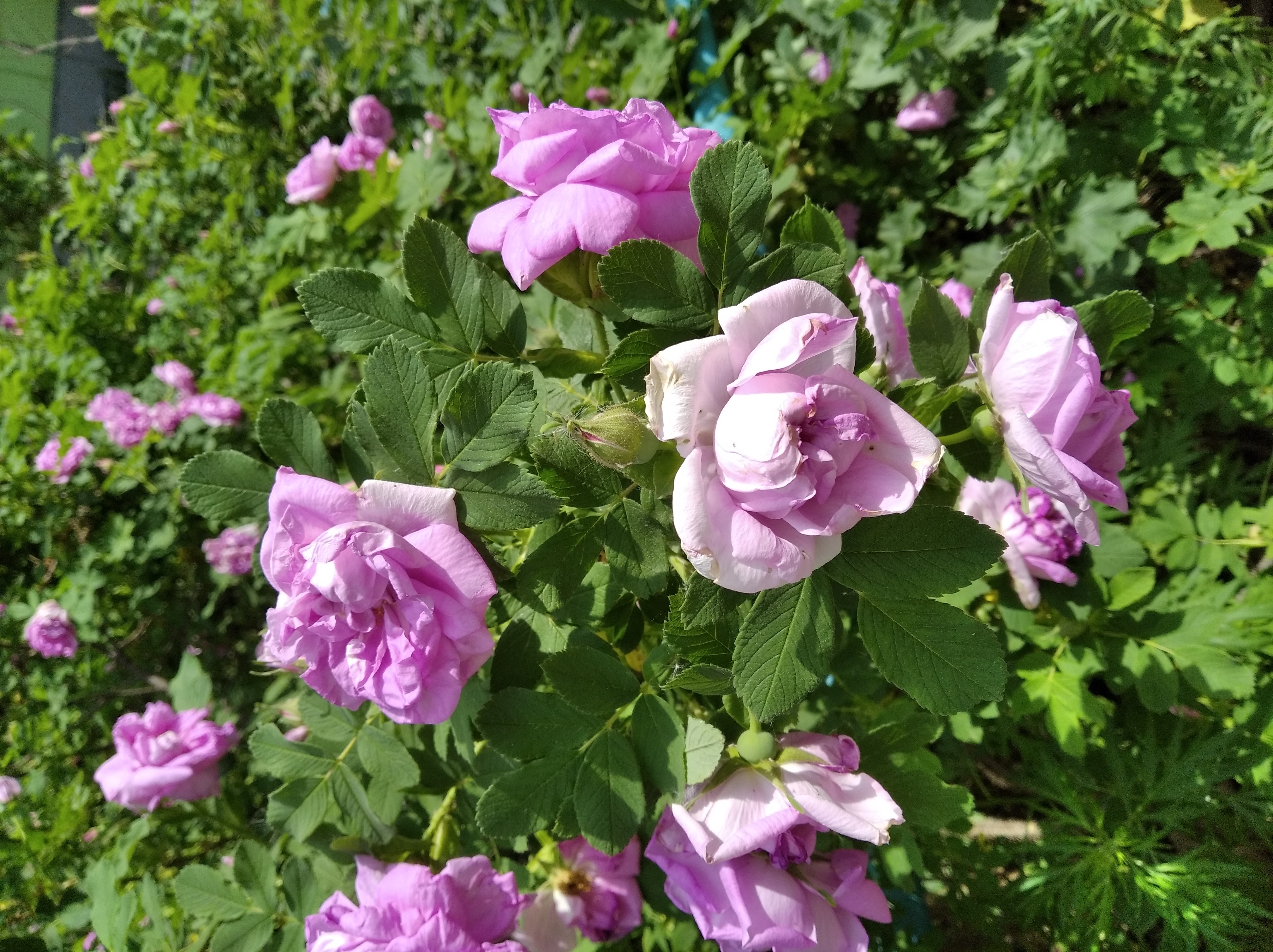 В Перми всё цветет!