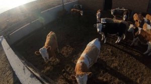 БЫЧКИ НА ОТКОРМ которых я не смог купить(