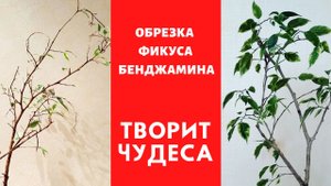 Обрезка фикуса Бенджамина творит чудеса.Реанимация, часть 2