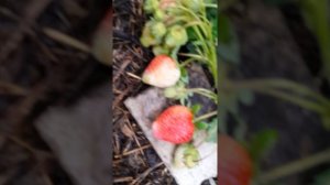 Сорт клубники Русич. Обзор сибирских сортов клубники (земляники).