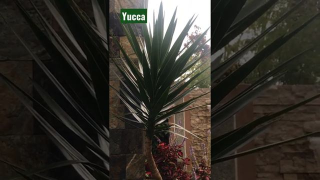 Yucca plant 🌱 by Mommy Agnes Vlogs 😊😀😊🌱