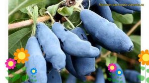 Жимолость съедобная Восторг. Краткий обзор, описание характеристик lonicera edulis Vostorg