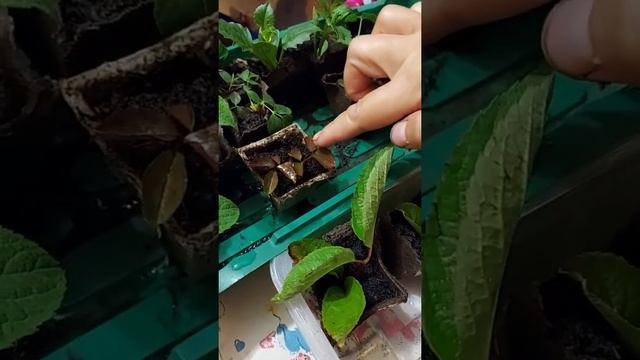 Укоренение роз зелеными черенками