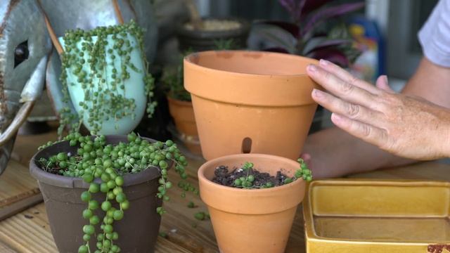 Senecio Rowleyanus How To Choose a Pot: Part 2 of All About Senecio Rowleyanus смотреть онлайн