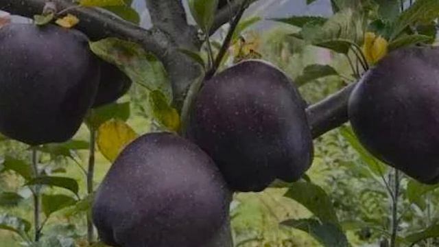 Где растут чёрные яблоки и какие они на вкус!? смотреть онлайн