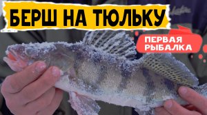 ПЕРВЫЙ БЕРШ В ЖИЗНИ !!  Учусь ловить берша зимой со льда на тюльку (1)