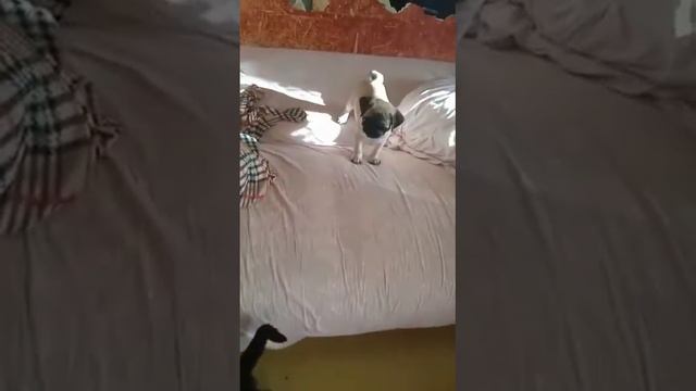 мопсы умеют лаять смотреть онлайн