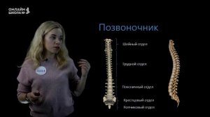 Скелет человека. Осевой скелет. Урок 9. Часть 1. Биология 8 класс