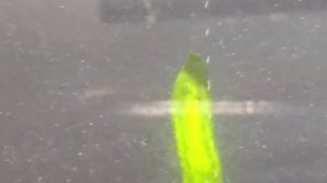 водоросли выделяют кислород в воду