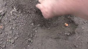 Как сажать маточные луковицы репки для выращивания семян лука чернушки