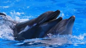 ЗВУКИ ДЕЛЬФИНОВ (МУЗЫКА ДЛЯ РЕЛАКСА 10 ЧАСОВ)