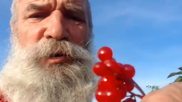 Калина красная,калина горькая ... смотреть онлайн