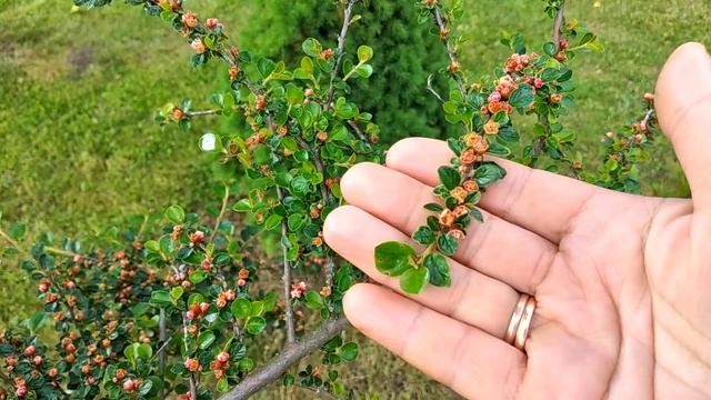 Растения на Штамбе В моём Саду? Кизильник на штамбе. Ива #сад #garden смотреть онлайн