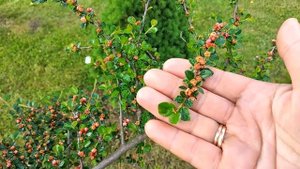 Растения на Штамбе В моём Саду? Кизильник на штамбе. Ива #сад #garden