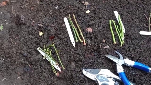 Метод укоренения роз проще, чем Бурито. Заготовка черенков роз для весеннего укоренения.