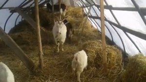 Обзор. Ламанча.