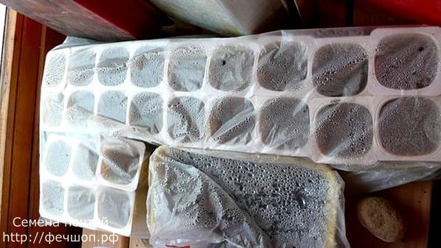 Что посадить на рассаду в декабре и январе? Эустома. смотреть онлайн