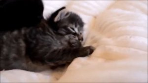 Котята   20 дней