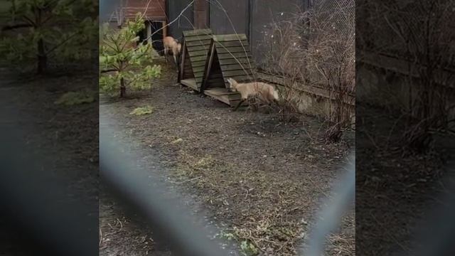 Щенки Гривистого волка из Московского Зоопарка смотреть онлайн