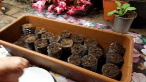 ЭУСТОМА 100% НОВЫЙ СПОСОБ ВЫРАЩИВАНИЯ в многоразовых торфяных таблетках.