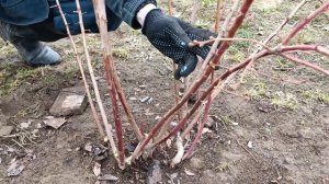 Дача. Несколько советов по обрезке голубики. Поздний сорт "Нельсон", куст 6-7 лет.